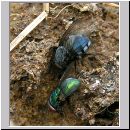 Calliphoridae sp - Schmeissfliegen 02.jpg